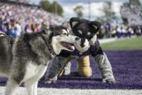 Barking for Victory: The Husky Mascot and UW Athletics